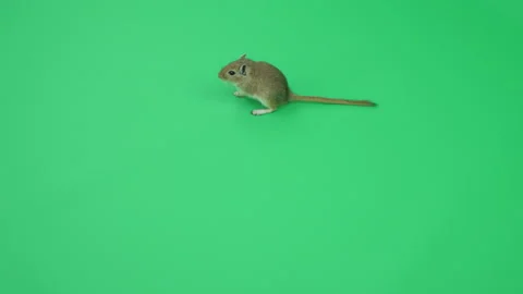Gerbil C on Green Screen Chroma Key Pt34 of 65 Stock Footage 241274847