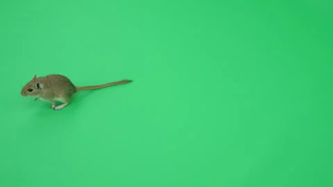 Gerbil C on Green Screen Chroma Key Pt36 of 65 Stock Footage 241275014