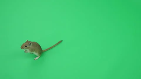 Gerbil C on Green Screen Chroma Key Pt38 of 65 Stock Footage 241276583