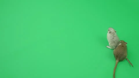 Gerbil C on Green Screen Chroma Key Pt39 of 65 Stock Footage 241279075