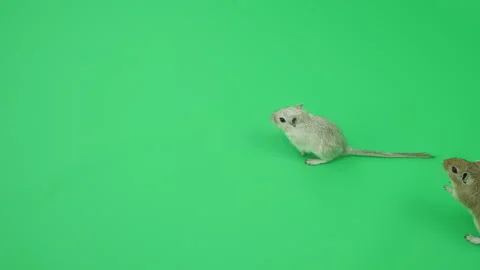 Gerbil C on Green Screen Chroma Key Pt40 of 65 Stock Footage 241280901