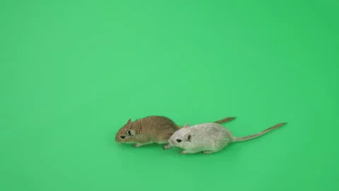 Gerbil C on Green Screen Chroma Key Pt41 of 65 Stock Footage 241281005
