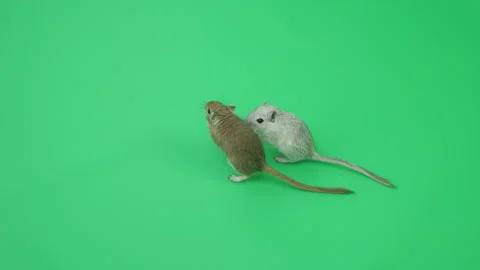 Gerbil C on Green Screen Chroma Key Pt42 of 65 Stock Footage 241282332