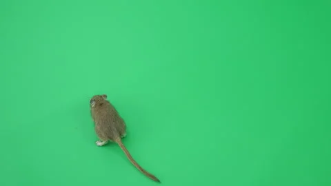 Gerbil C on Green Screen Chroma Key Pt55 of 65 Stock Footage 241288312