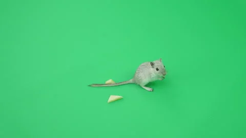 Gerbil C on Green Screen Chroma Key Pt54 of 65 Stock Footage 241289569