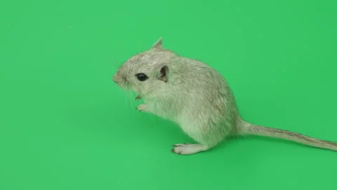 Gerbil C on Green Screen Chroma Key Pt56 of 65 Stock Footage 241290704