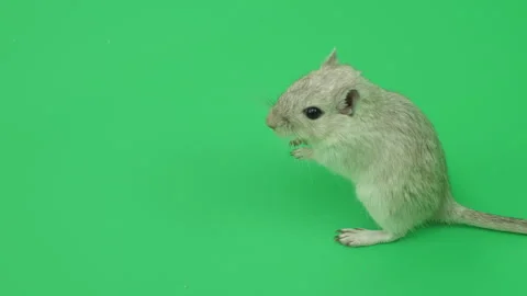 Gerbil C on Green Screen Chroma Key Pt57 of 65 Stock Footage 241291670