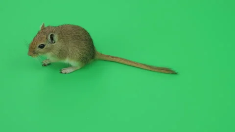 Gerbil C on Green Screen Chroma Key Pt58 of 65 Stock Footage 241293343