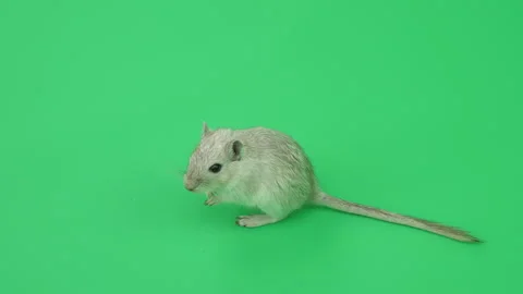 Gerbil C on Green Screen Chroma Key Pt59 of 65 Stock Footage 241293627