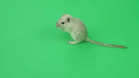 Gerbil C on Green Screen Chroma Key Pt60 of 65 Stock Footage 241294147