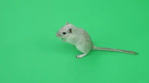 Gerbil C on Green Screen Chroma Key Pt62 of 65 Stock Footage 241294899