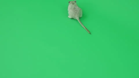 Gerbil C on Green Screen Chroma Key Pt64 of 65 Stock Footage 241295007