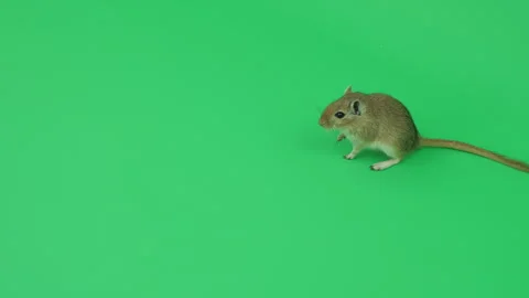 Gerbil C on Green Screen Chroma Key Pt65 of 65 Stock Footage 241295588