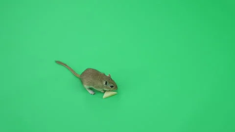 Gerbil C on Green Screen Chroma Key Pt52 of 65 Stock Footage 241462113