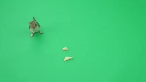Gerbil C on Green Screen Chroma Key Pt53 of 65 Stock Footage 241462389