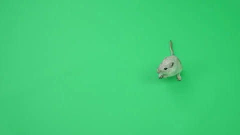 Gerbil C on Green Screen Chroma Key Pt48 of 65 Stock Footage 241463825