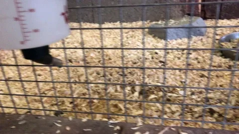 GERBIL IN CAGE Stock Footage 135018911