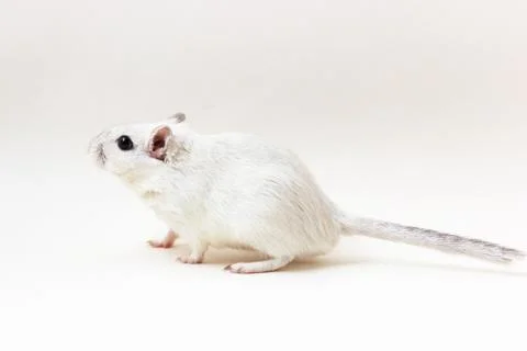Gerbil - cute pet Stock Photos