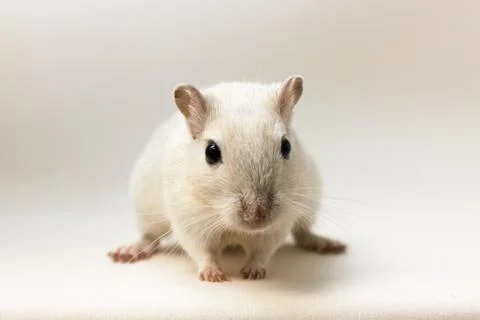 Gerbil - cute pet Stock Photos