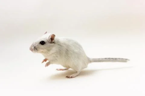 Gerbil - cute pet Foto stock