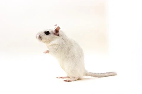 Gerbil - cute pet Stock Photos