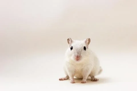 Gerbil - cute pet Stock Photos