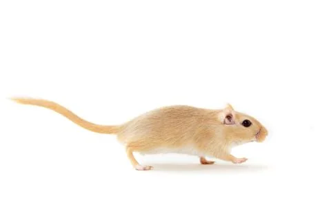 Gerbil - cute pet Stock Photos