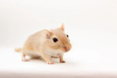 Gerbil - cute pet Stock Photos