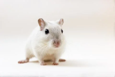 Gerbil - cute pet Stock Photos