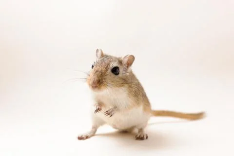 Gerbil - cute pet Stock Photos