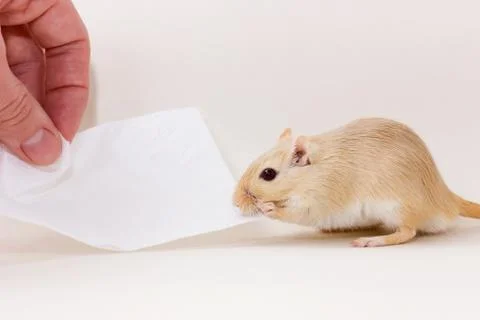 Gerbil - cute pet Stock Photos