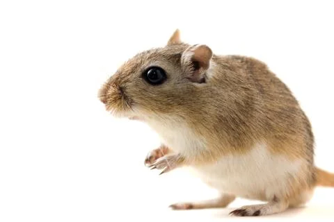 Gerbil - cute pet Stock Photos