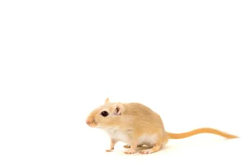 Gerbil - cute pet Foto stock