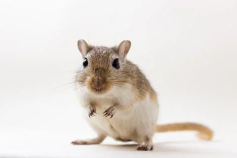 Gerbil - cute pet Stock Photos