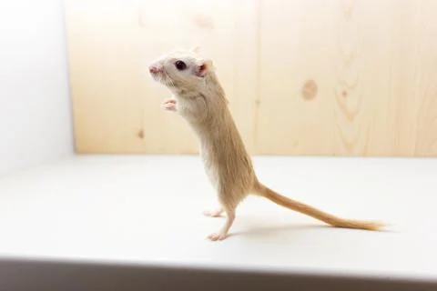 Gerbil - cute pet Stock Photos