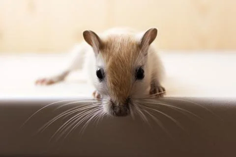 Gerbil - cute pet Stock Photos