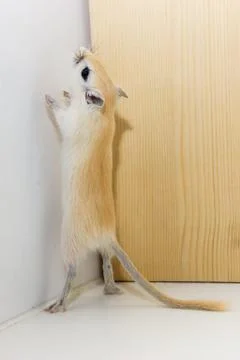 Gerbil - cute pet Stock Photos