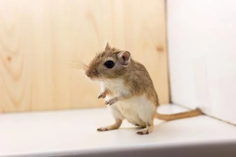 Gerbil - cute pet Stock Photos