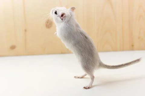 Gerbil - cute pet Stock Photos