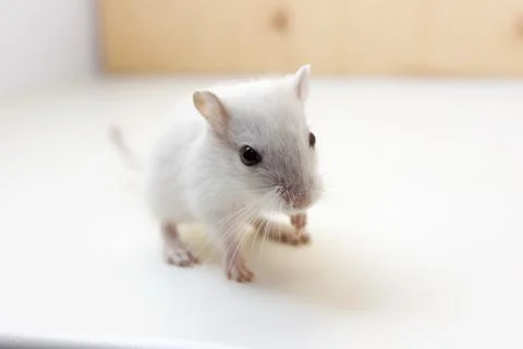 Gerbil - cute pet Foto stock
