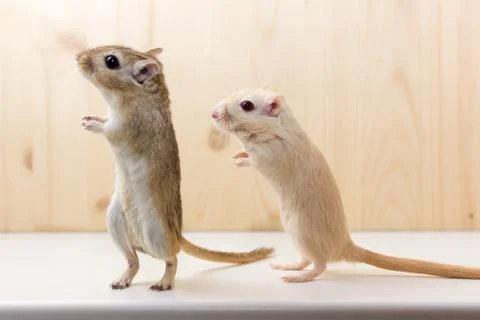 Gerbil - cute pet Stock Photos