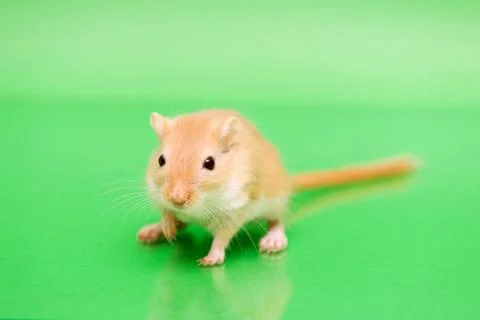 Gerbil - cute pet Stock Photos
