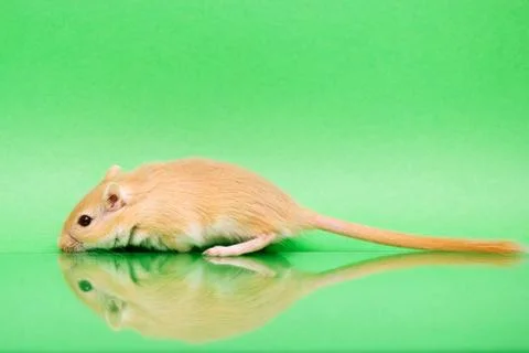 Gerbil - cute pet Stock Photos