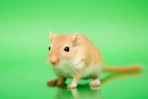 Gerbil - cute pet Stock Photos