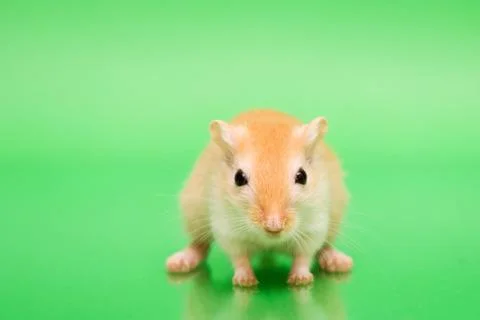 Gerbil - cute pet Stock Photos