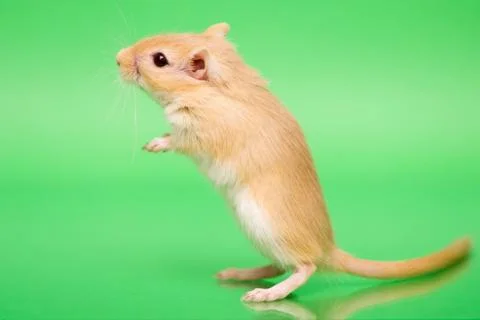 Gerbil - cute pet Stock Photos