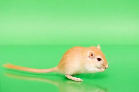 Gerbil - cute pet Stock Photos