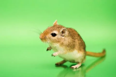 Gerbil - cute pet Foto stock