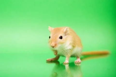 Gerbil - cute pet Stock Photos