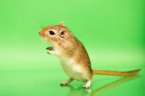 Gerbil - cute pet Stock Photos